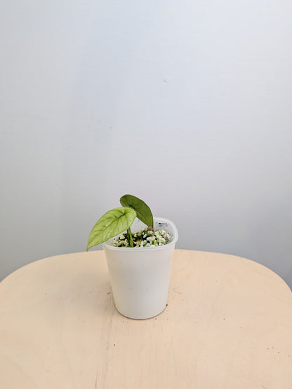 Alocasia sinuata albo menthe panachée avec des CORMS