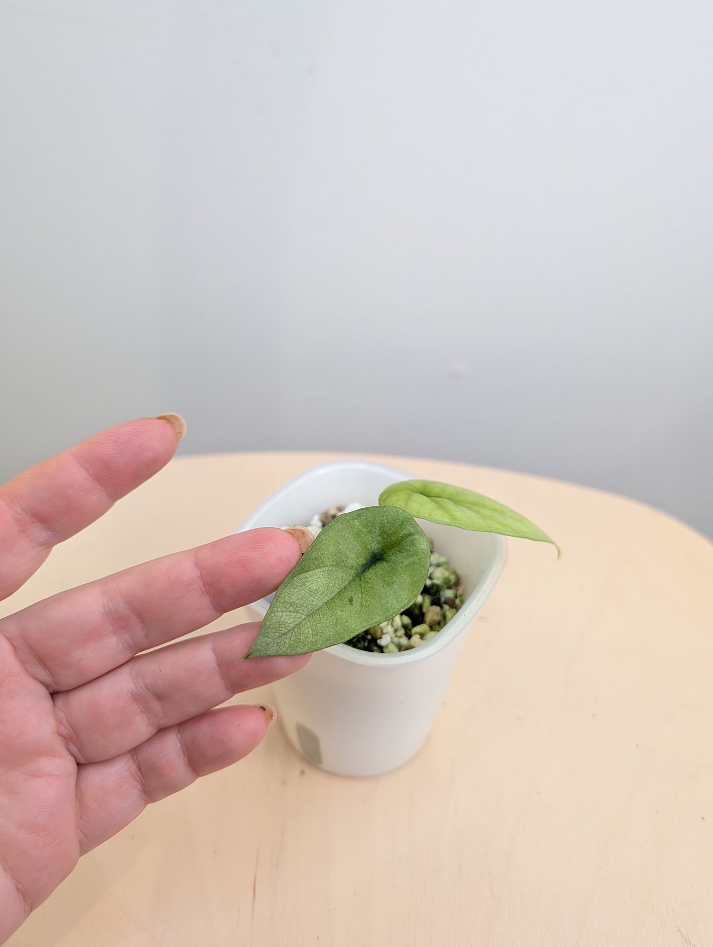 Alocasia sinuata albo menthe panachée avec des CORMS