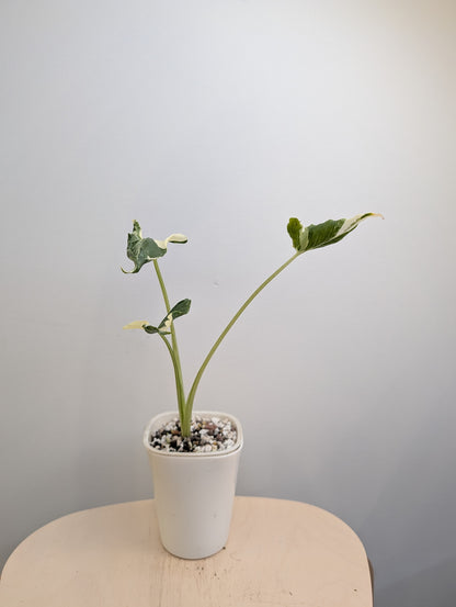 Alocasia cuculata panachée frisée / première photo - plante mère / livraison gratuite en Ontario ou au Québec