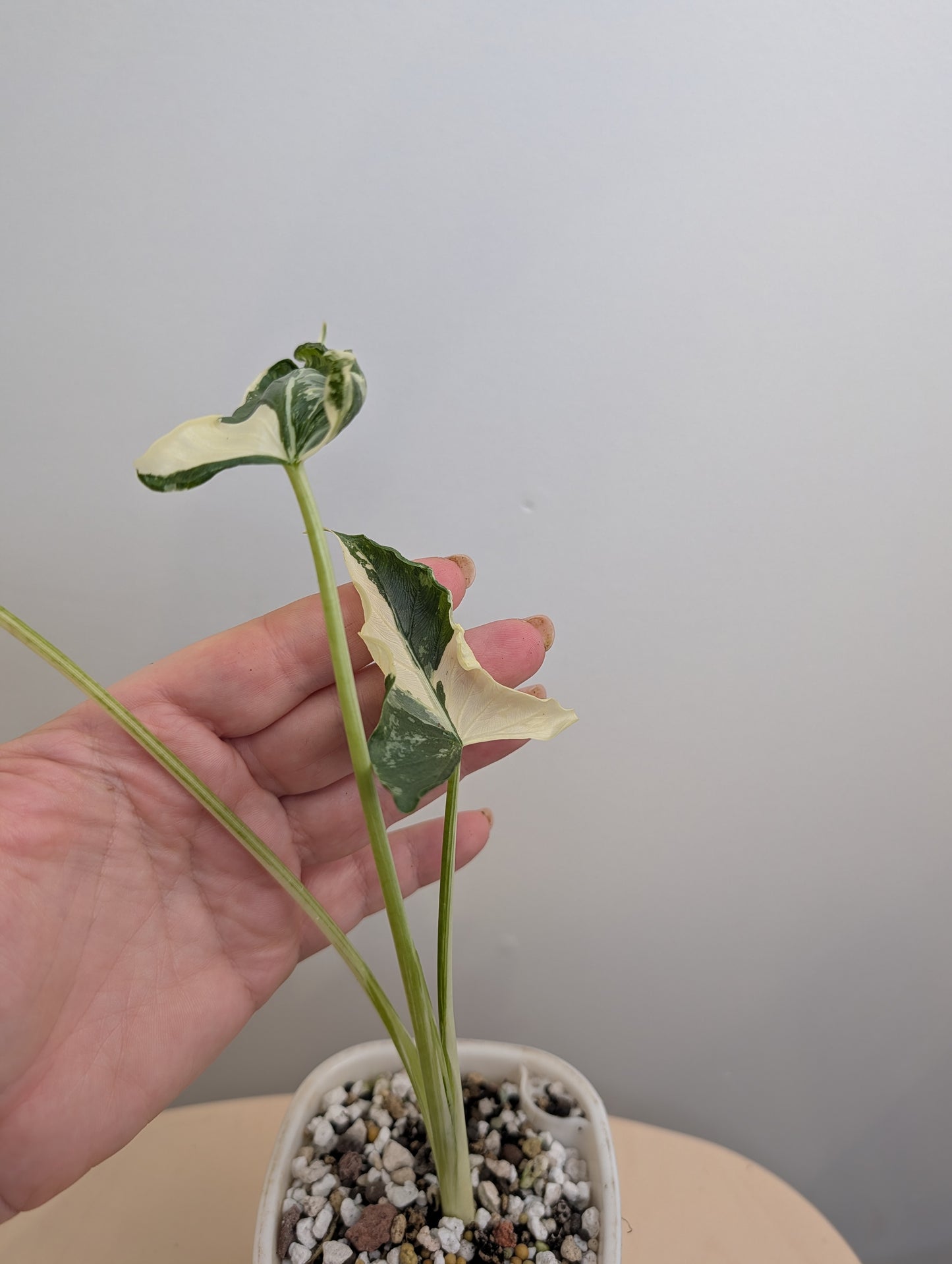 Alocasia cuculata panachée frisée / première photo - plante mère / livraison gratuite en Ontario ou au Québec