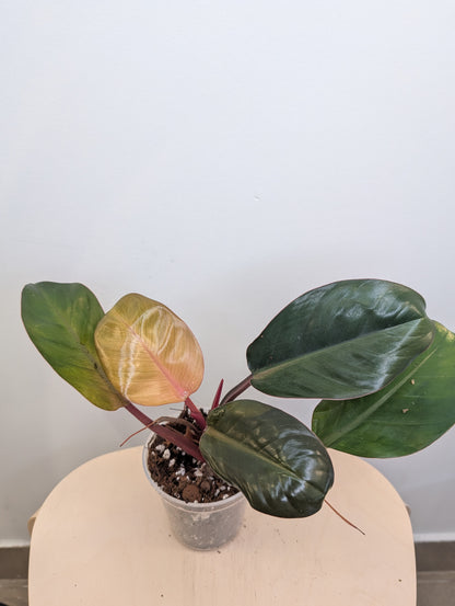 Philodendron Red Congo / a baby from variegated plant
