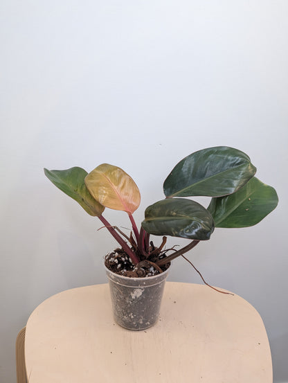 Philodendron Red Congo / a baby from variegated plant