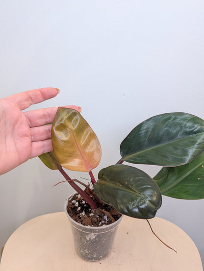 Philodendron Red Congo / a baby from variegated plant