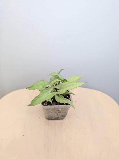 Syngonium saumon rose