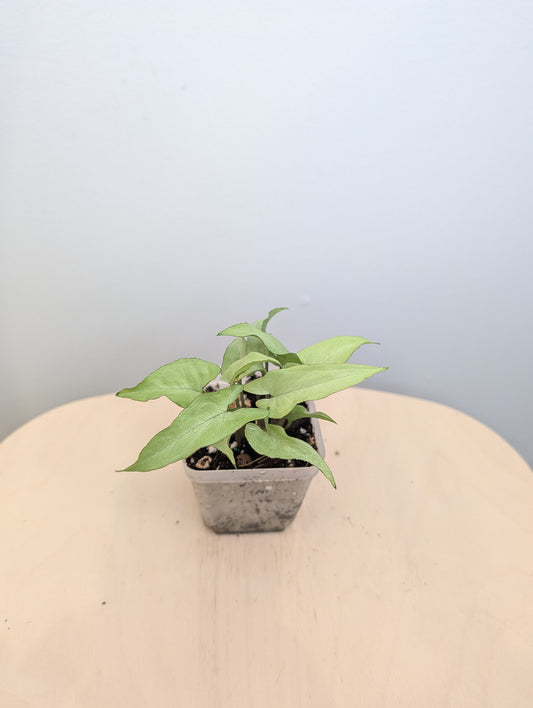 Syngonium Silver Mouse, uncommon syngonium