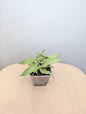 Syngonium saumon rose