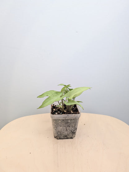 Syngonium saumon rose