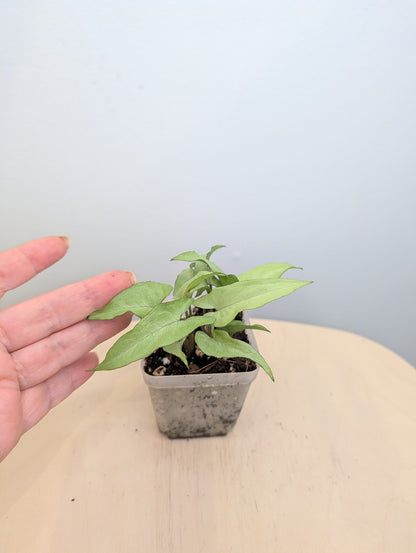 Syngonium saumon rose