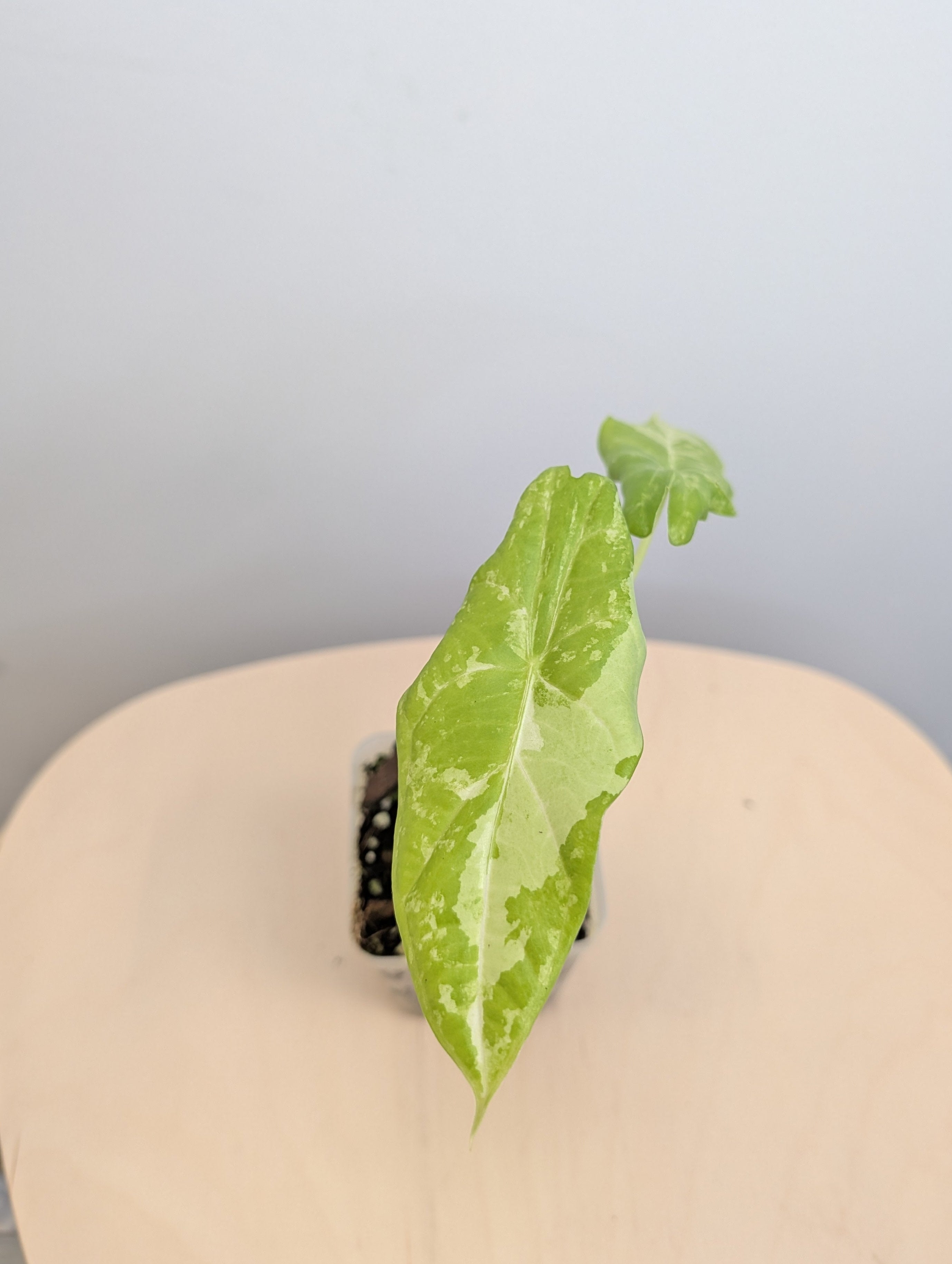 Alocasia – Sunflower Plant Shop