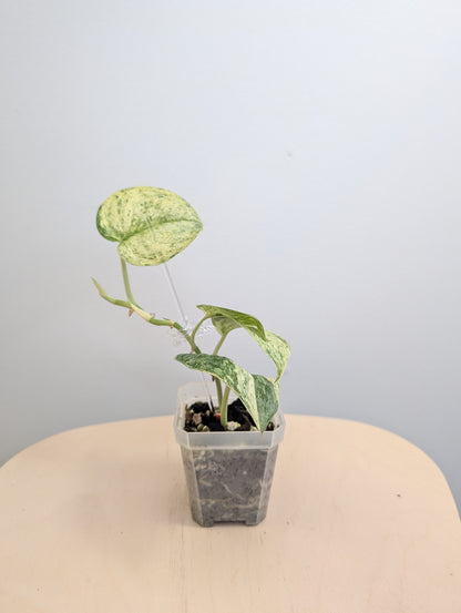 Scindapsus pois panaché
