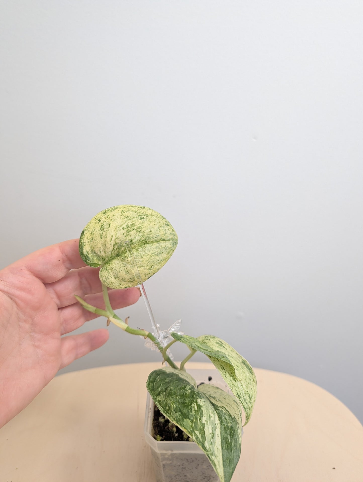 Scindapsus pois panaché