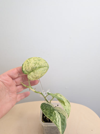Scindapsus pois panaché