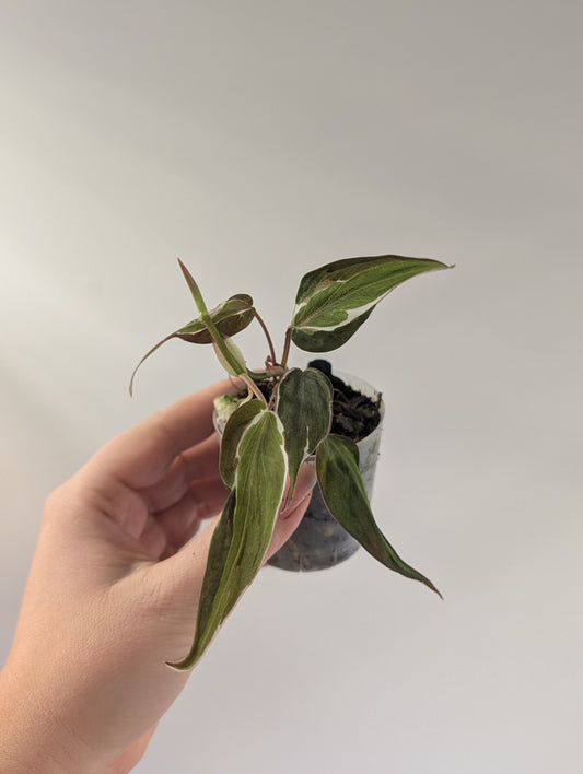 Philodendron Micans Halo / sparkling variegated leaves