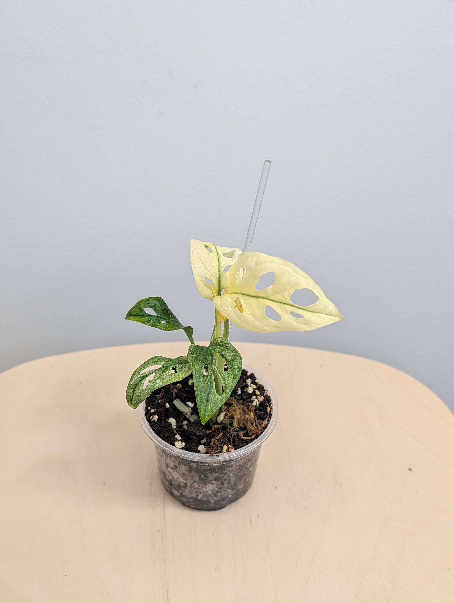 Fantôme de l'archipel Monstera adansonii