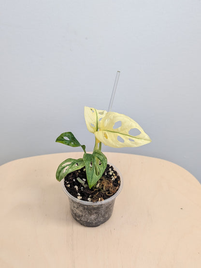 Fantôme de l'archipel Monstera adansonii