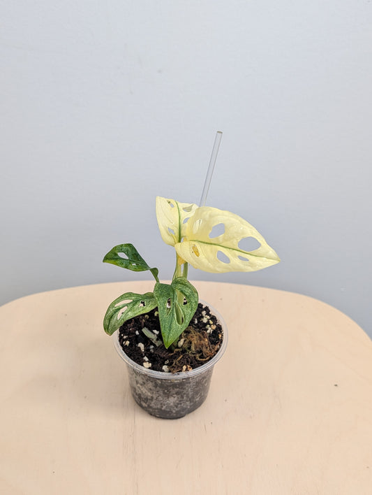 Monstera adansonii archipelago ghost