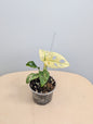 Fantôme de l'archipel Monstera adansonii