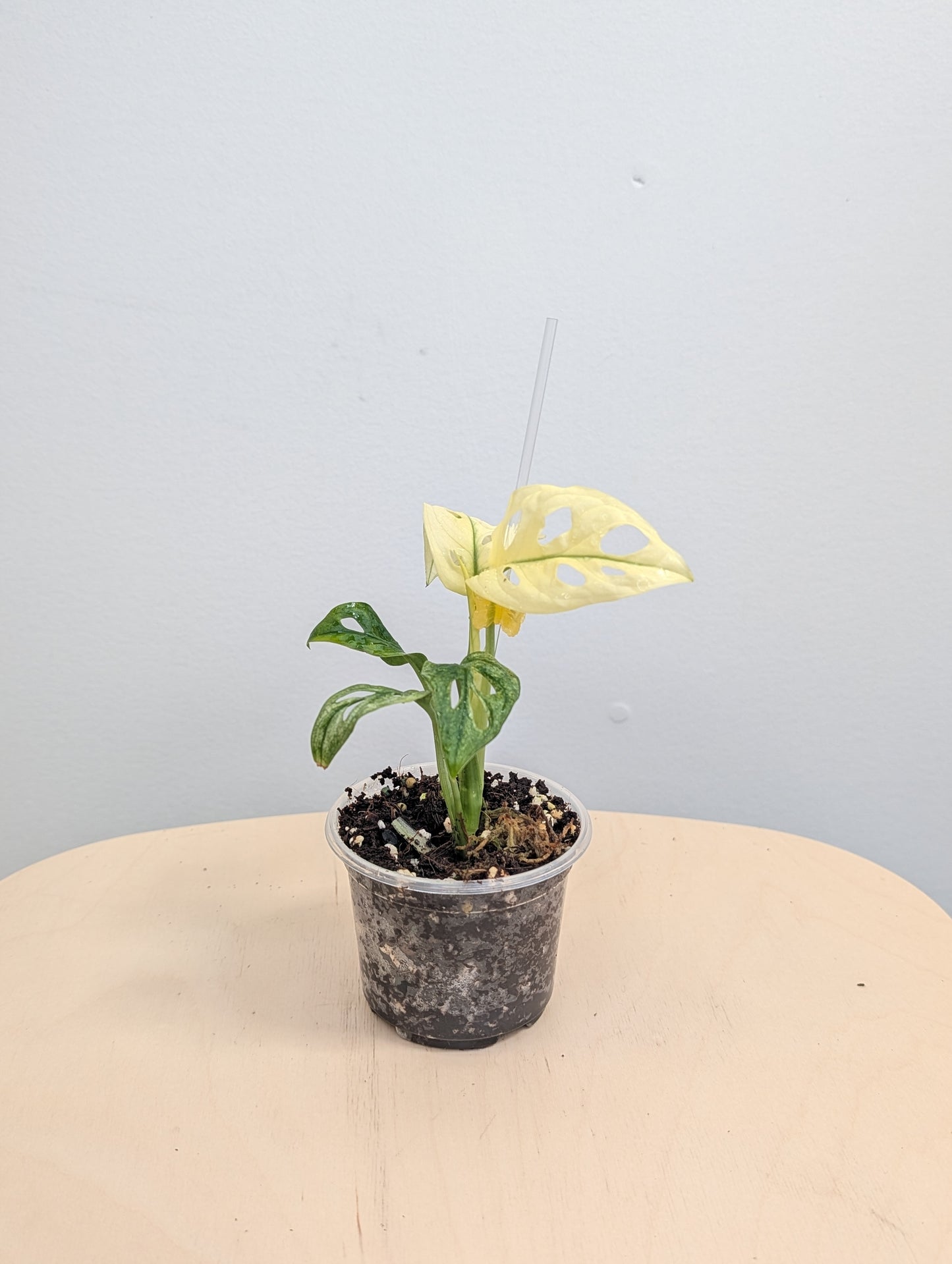 Fantôme de l'archipel Monstera adansonii