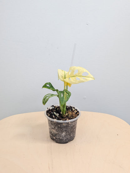 Fantôme de l'archipel Monstera adansonii