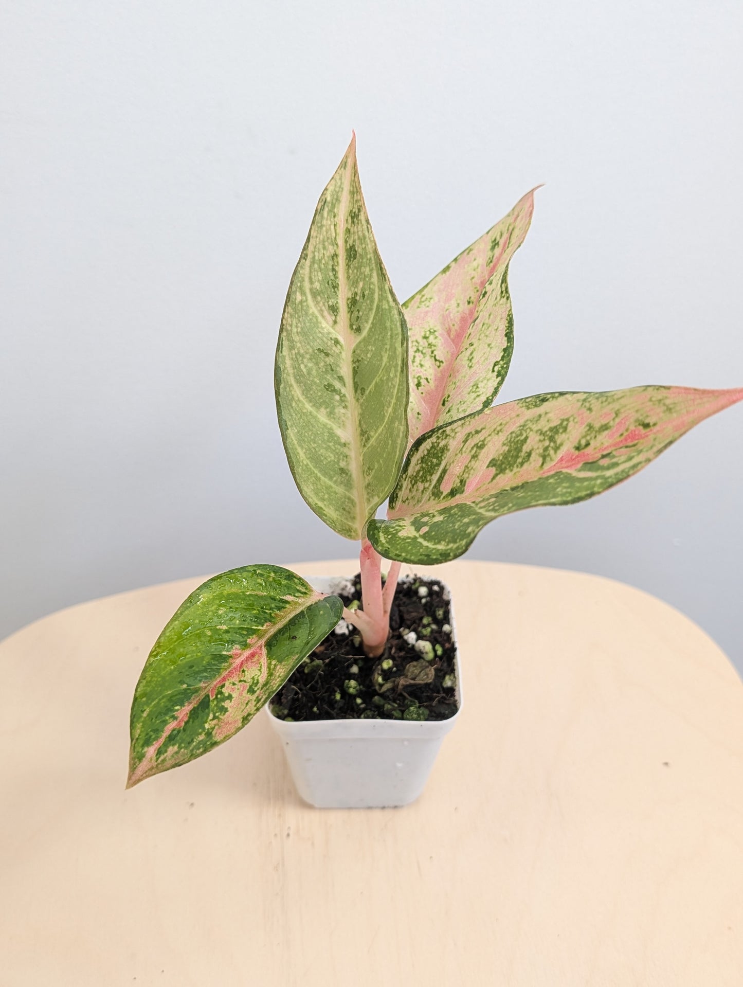 Aglaonema jaune panaché