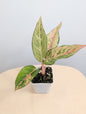 Aglaonema jaune panaché