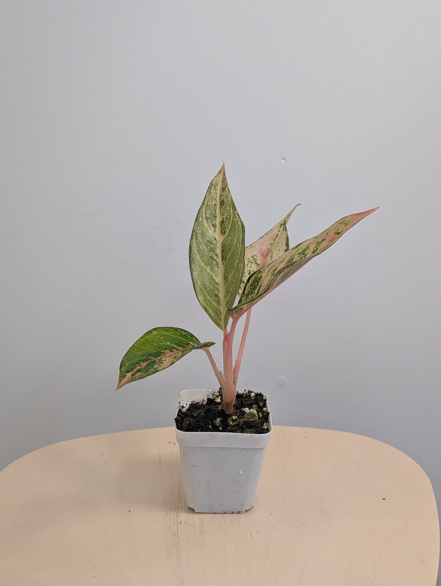 Aglaonema jaune panaché