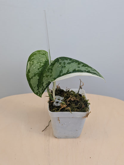 Scindapsus mariposa