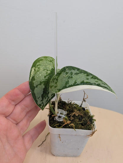 Scindapsus mariposa