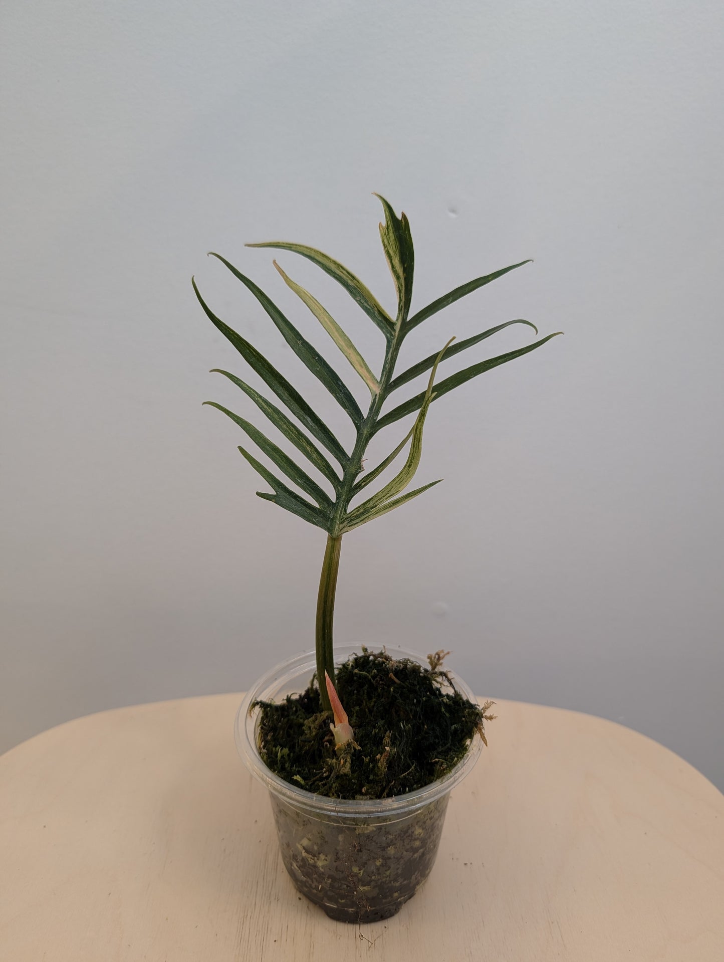 Philodendron Tortum panaché