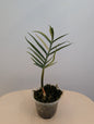 Philodendron Tortum panaché