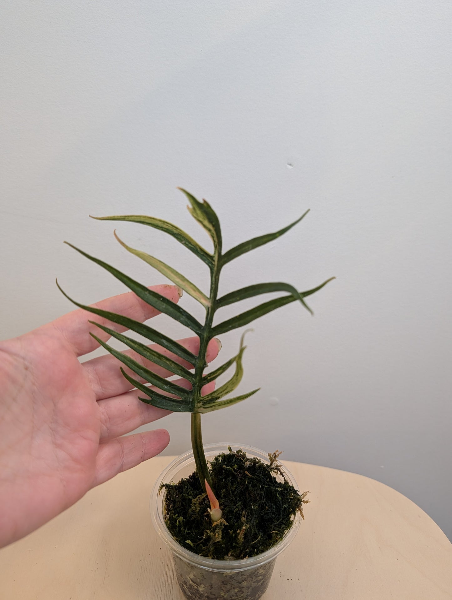Philodendron Tortum panaché