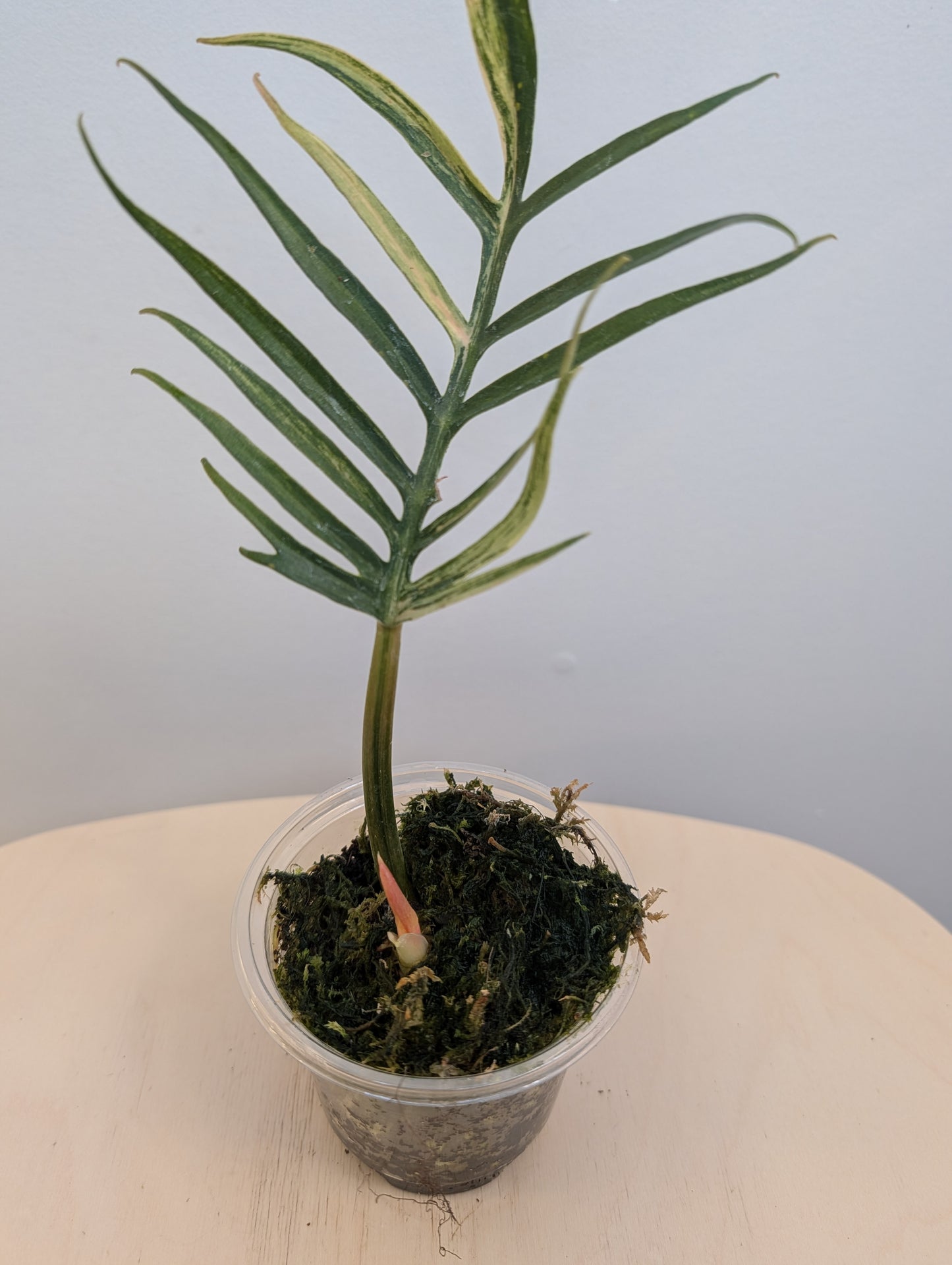 Philodendron Tortum panaché
