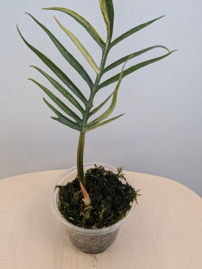 Philodendron Tortum panaché