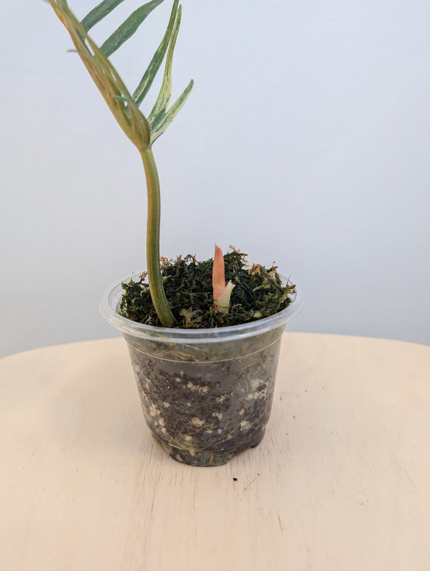 Philodendron Tortum panaché