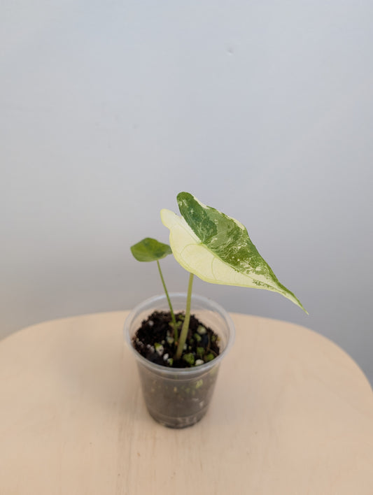 Alocasia longiloba Cobra variegated