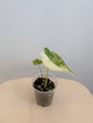 Alocasia longiloba dos rose panaché CORM