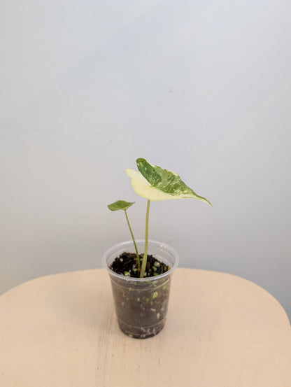 Alocasia longiloba dos rose panaché CORM