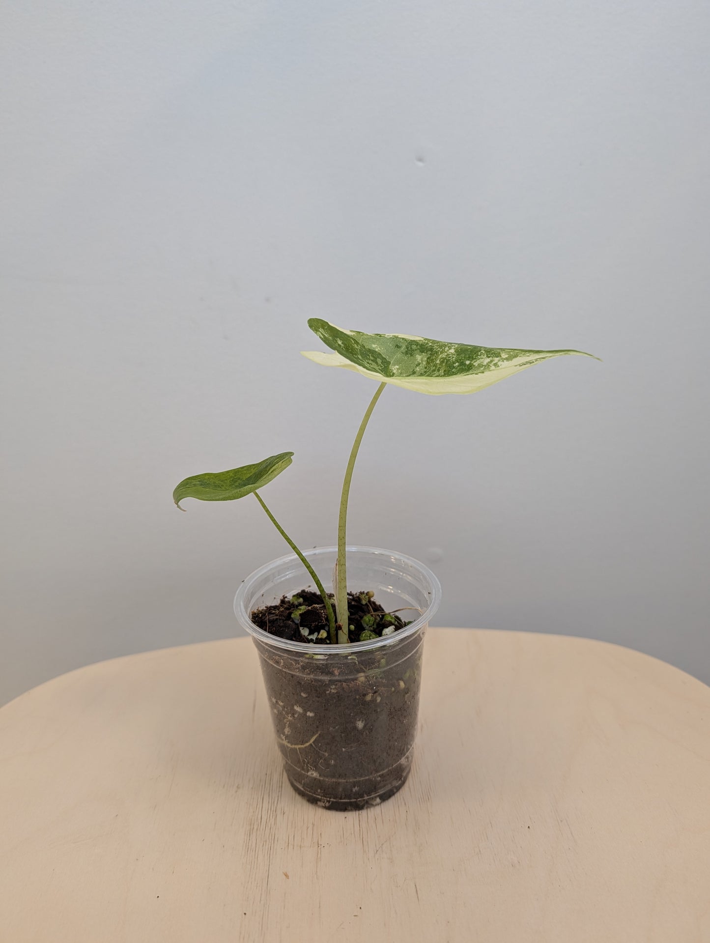 Alocasia longiloba dos rose panaché CORM