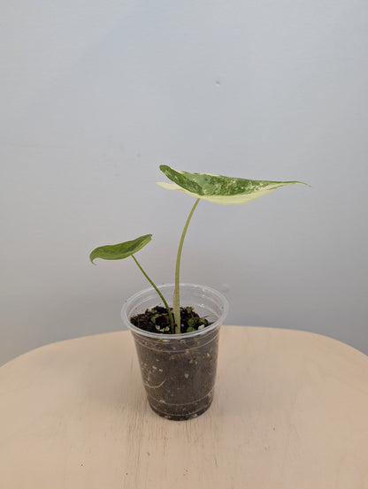 Alocasia longiloba dos rose panaché CORM