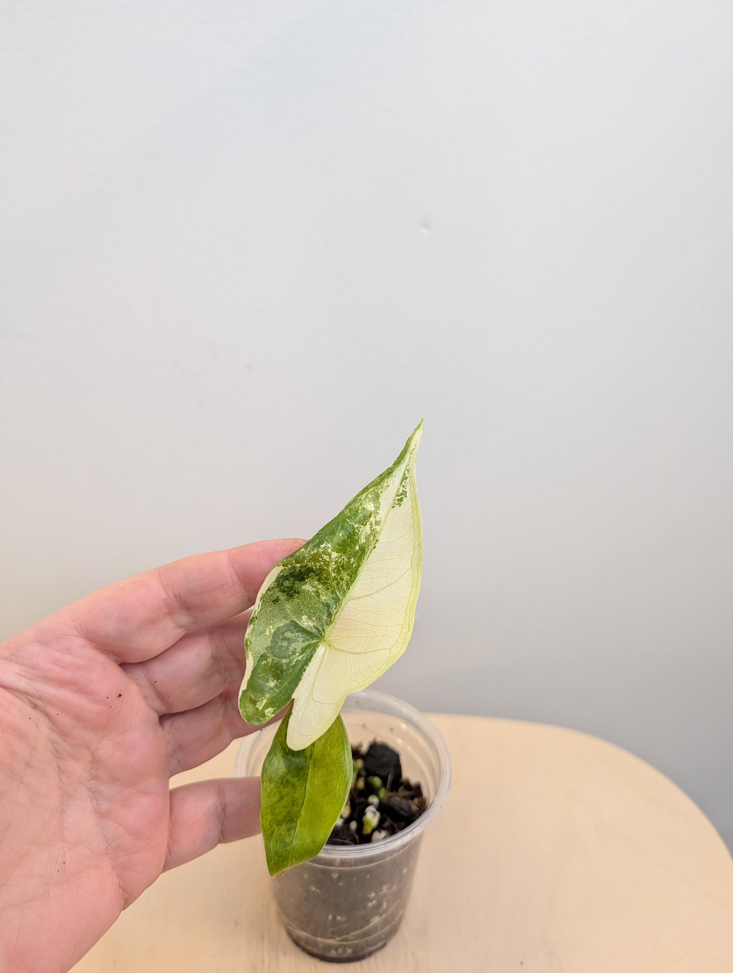 Alocasia longiloba dos rose panaché CORM