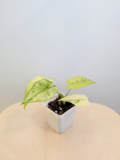 Alocasia odora jaune menthe panachée / avec un bébé