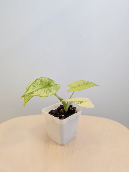 Alocasia odora jaune menthe panachée / avec un bébé