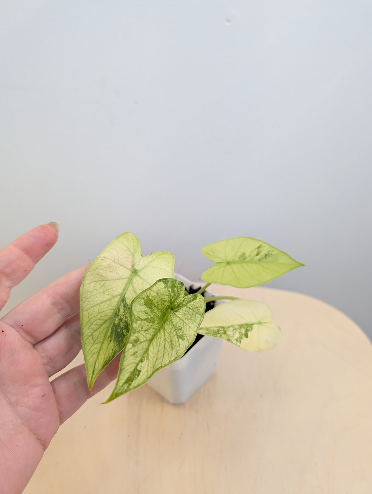 Alocasia odora jaune menthe panachée / avec un bébé
