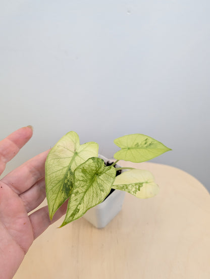 Alocasia odora jaune menthe panachée / avec un bébé