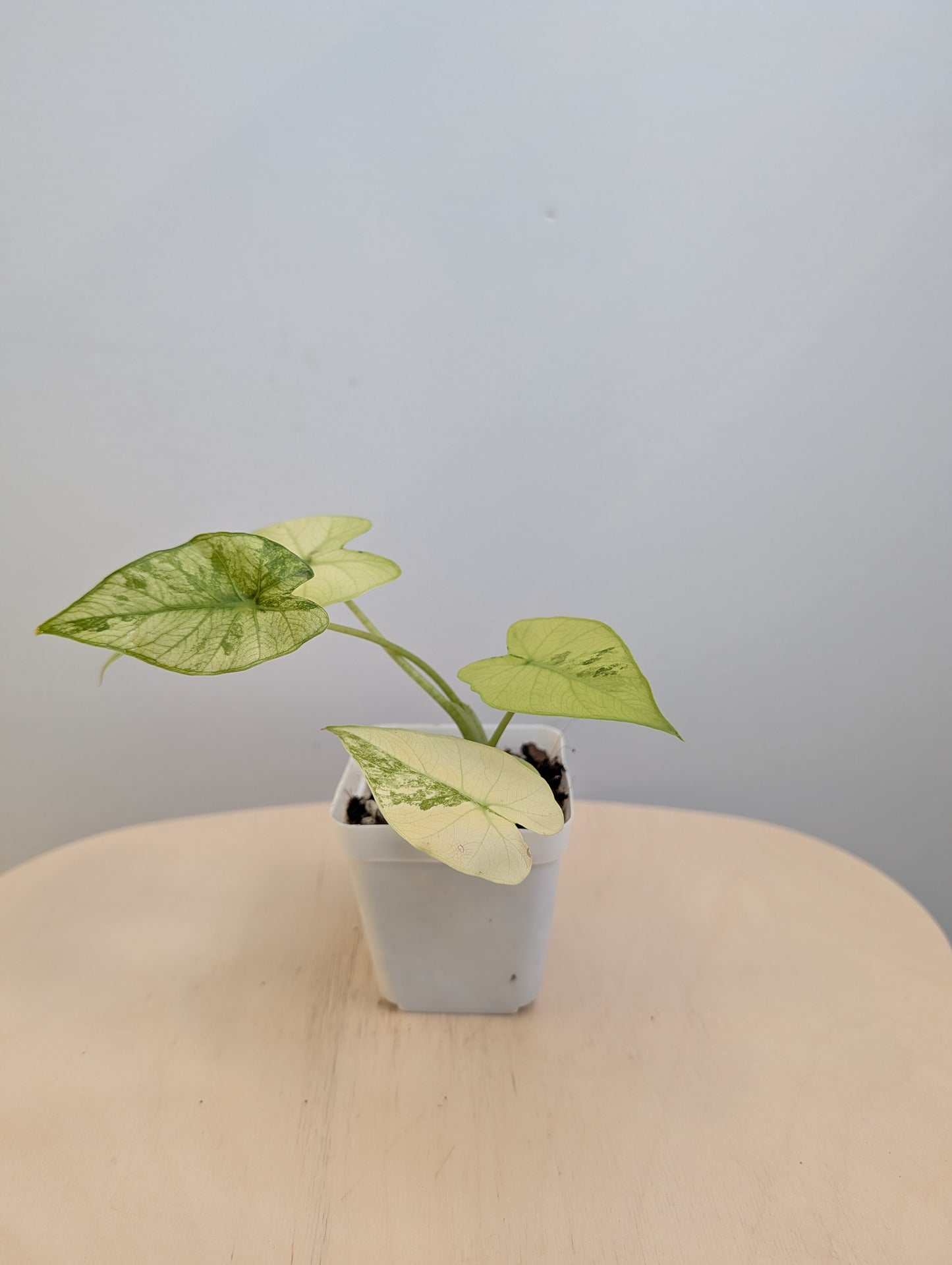 Alocasia odora jaune menthe panachée / avec un bébé
