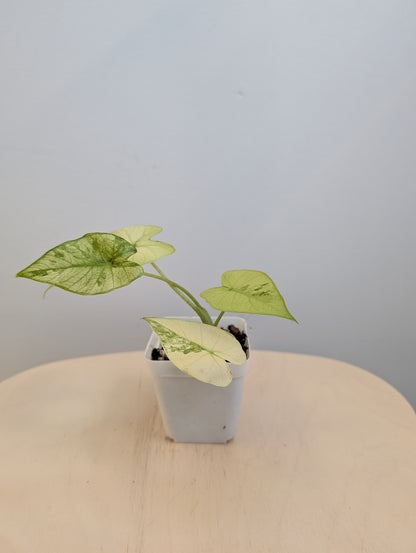 Alocasia odora jaune menthe panachée / avec un bébé