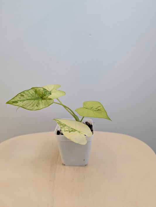 Alocasia odora yellow mint variegated