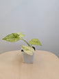 Alocasia odora jaune menthe panachée / avec un bébé