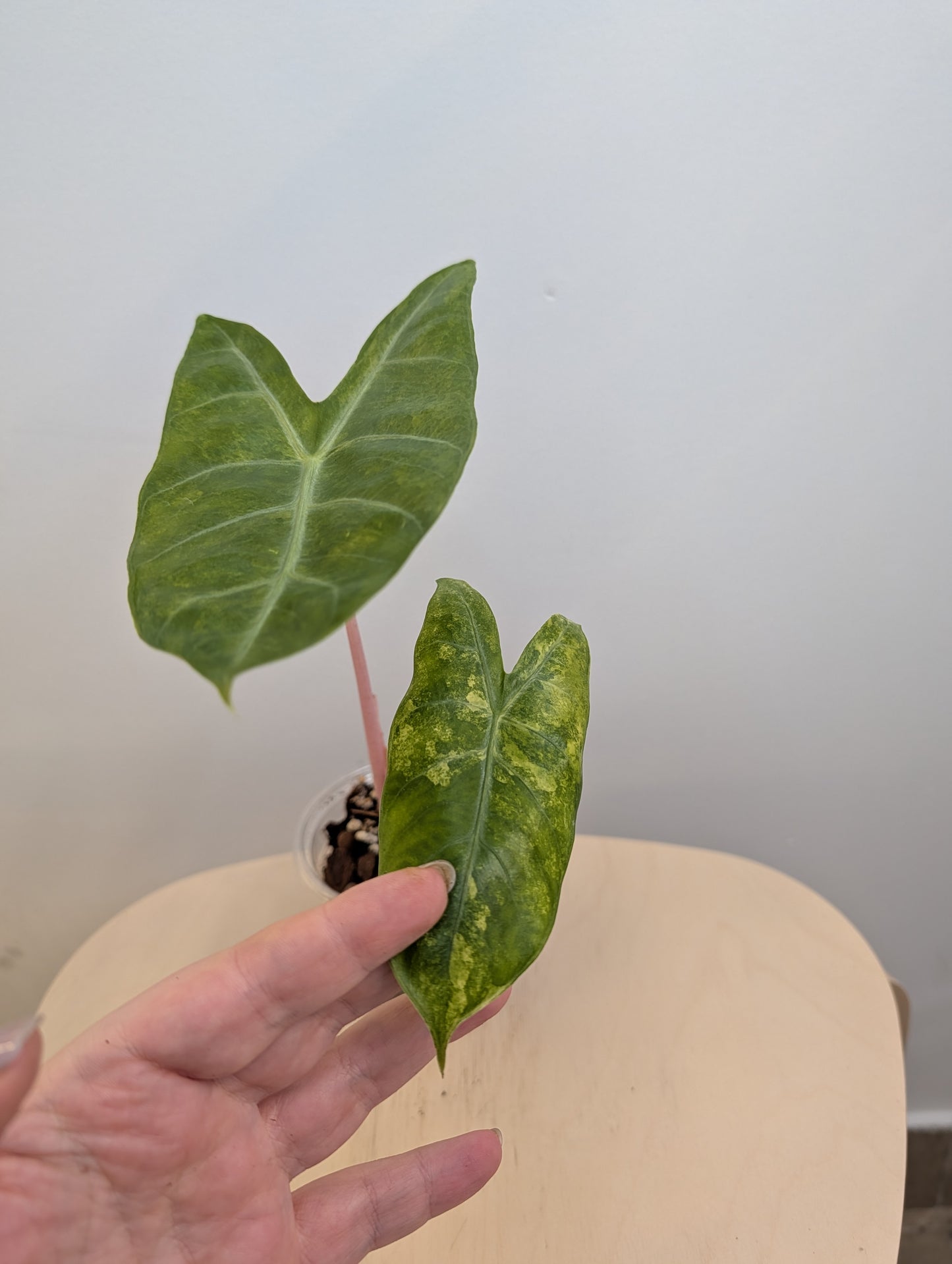 Alocasia rose dragon jaune panaché CORM
