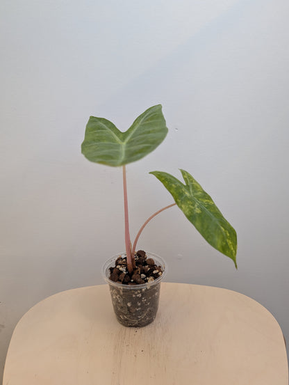 Alocasia rose dragon jaune panaché CORM
